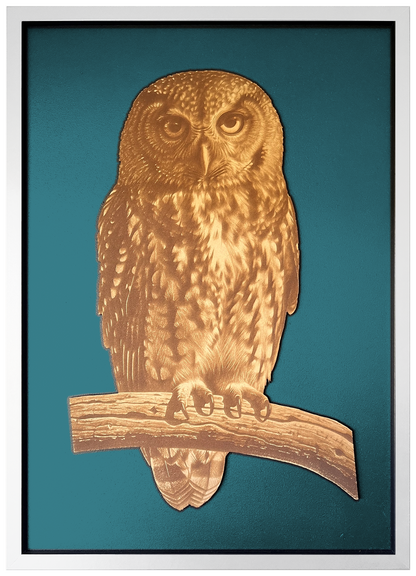 Morepork engraved cutout artwork with teal background and White frame — colour visualisation, not a new photograph.
